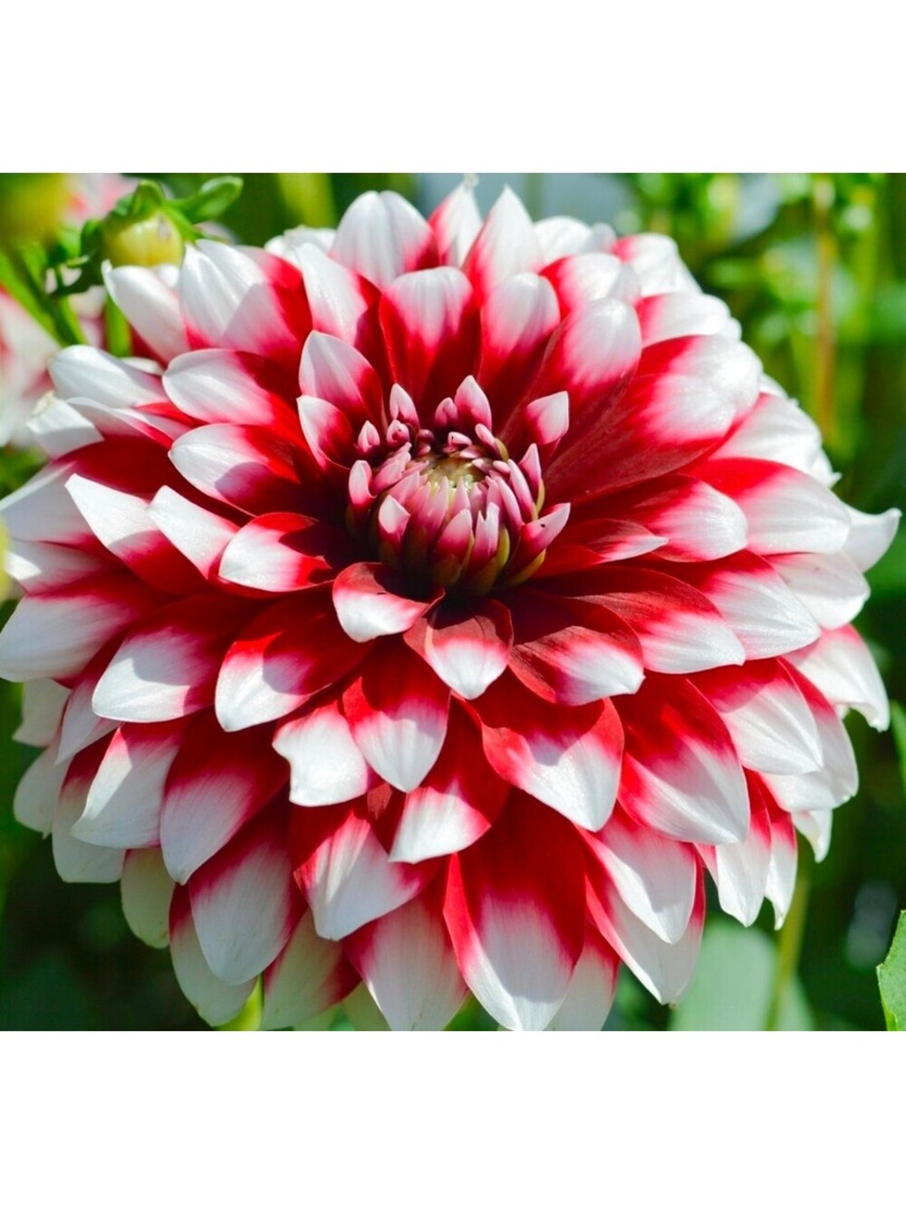 LIVE PLANTS: DUET DAHLIA TUBERS
